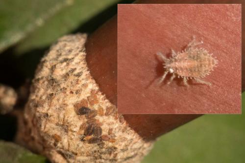 Thelaxes suberi