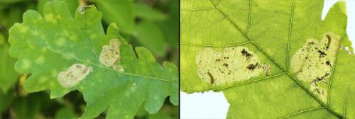 Profenusa pygmaea