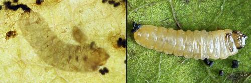 Profenusa pygmaea