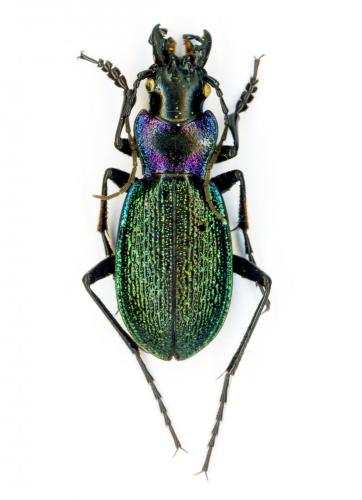 Réf. 221 530 : Carabus pyrenaeus