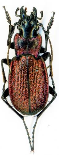 Réf. 221 531 : Carabus pyrenaeus