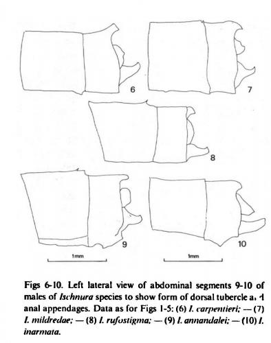 Réf. 221 839 : Ischnura divers
