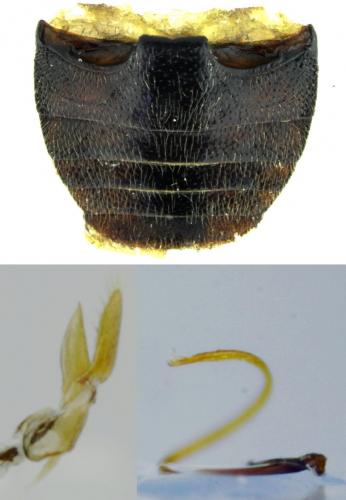 Nephus bipunctatus