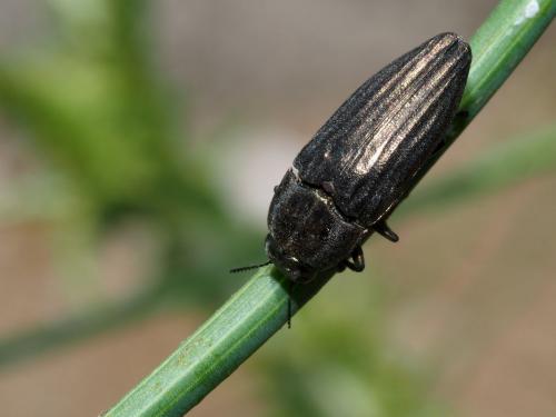 Réf. 221 725 : Sphenoptera rauca
