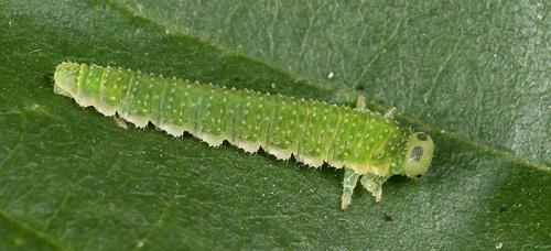 Nematinus steini
