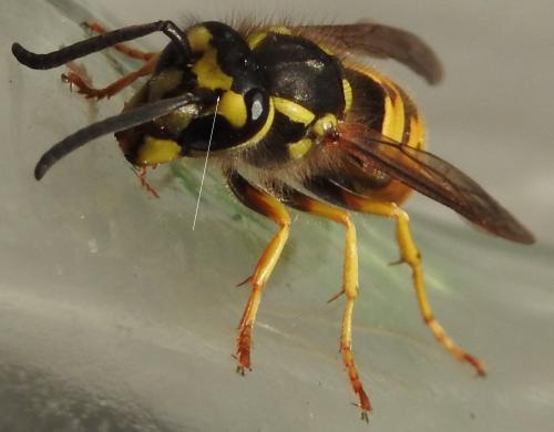 Vespula germanica
