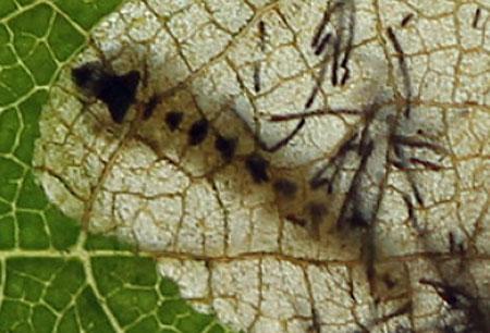 Réf. 221 113 : Trachys minutus
