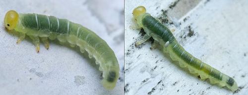 Dineura virididorsata