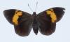 221495 – Photo : Bernard Perthuis – Guyane française