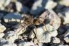 221141 – Photo : Bernard Saquet – France (12)