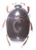 Gnathoncus nannetensis