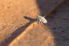221451 – Photo : Jessica Joachim – France (09)