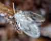 221448 – Photo : Paul Vignac – France (76)