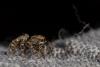 221087 – Photo : Vincent MATHEZ – France (74)