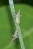 221424 – Photo : D. Martinez – Philippines