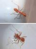 221656 – Photo : Didier Levasseur – Thaïlande