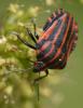 221396 – Photo : Christian Berquer – France (50)