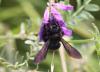 221070 – Photo : Jean-Sébastien Carteron – France (12)