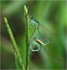 Agriocnemis femina