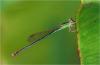 Agriocnemis femina