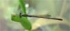 Agriocnemis femina