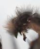 221311 – Photo : P-Y Gloaguen – France (29)