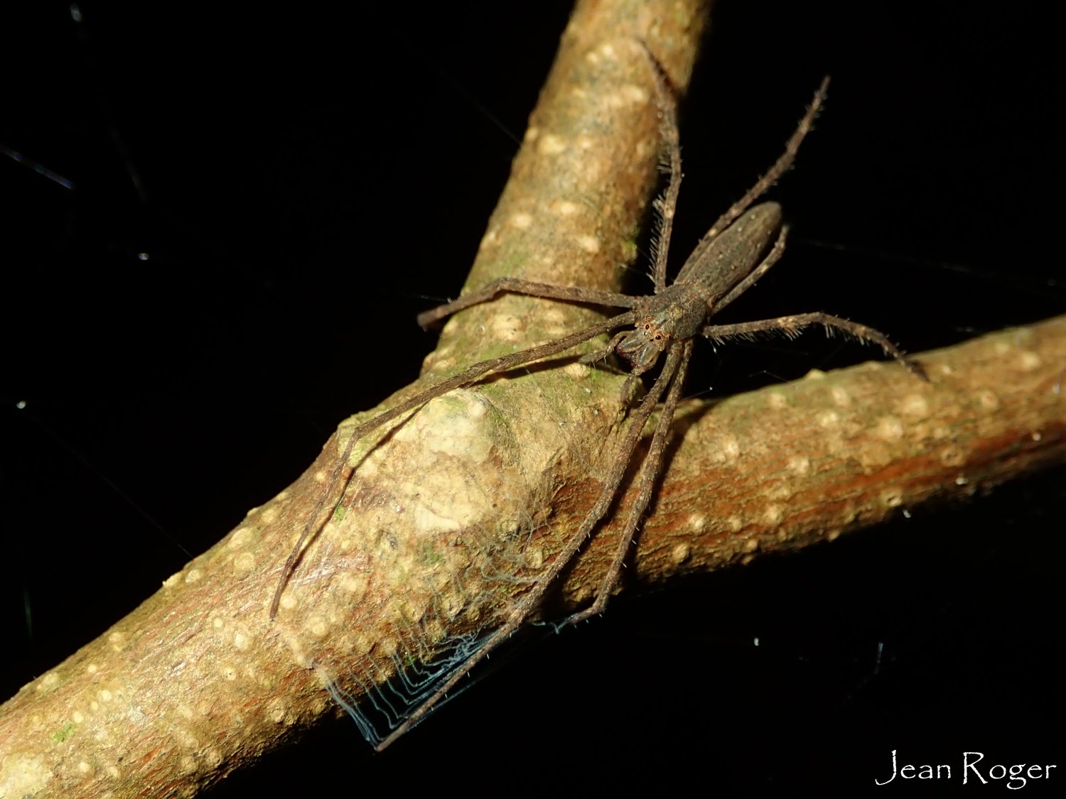 Jean Roger - Menneus neocaledonicus - réf. 221564 (1500 x 1125 pixels, 193 ko)