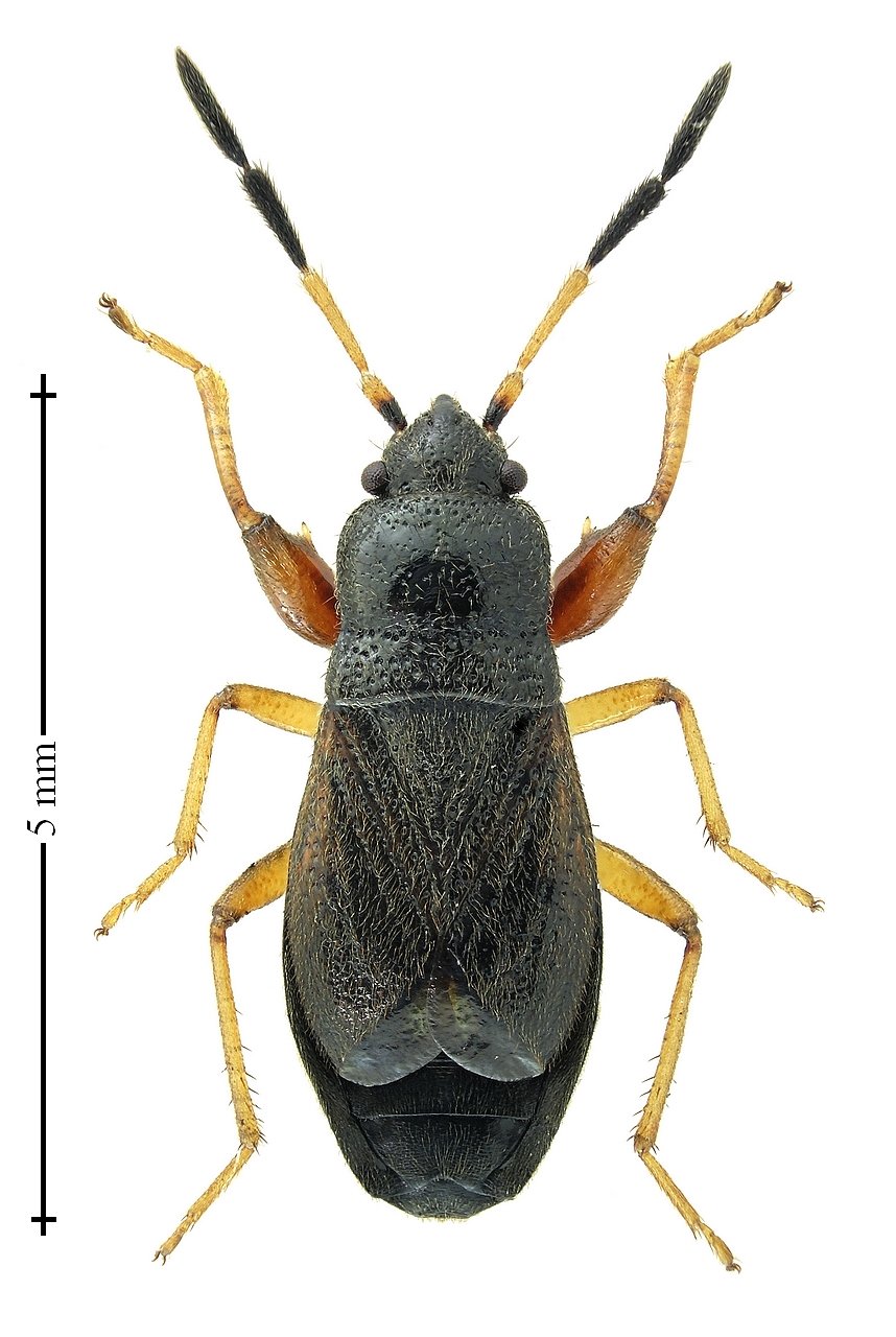 David Ignace - Megalonotus antennatus - réf. 221018 (858 x 1280 pixels, 156 ko)