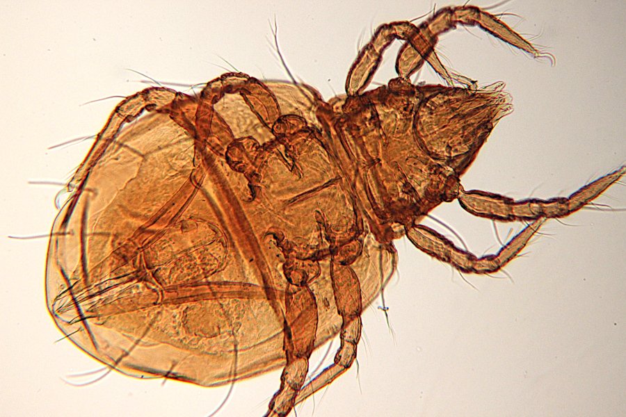 Olivier9099 - Hypochthonius rufulus - réf. 221454 (900 x 600 pixels, 132 ko)