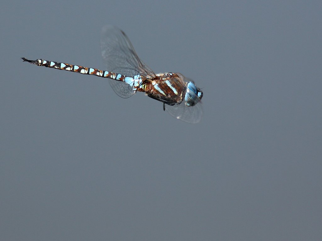D.Mouchené - Rhionaeschna multicolor - réf. 221830 (1024 x 768 pixels, 46 ko)