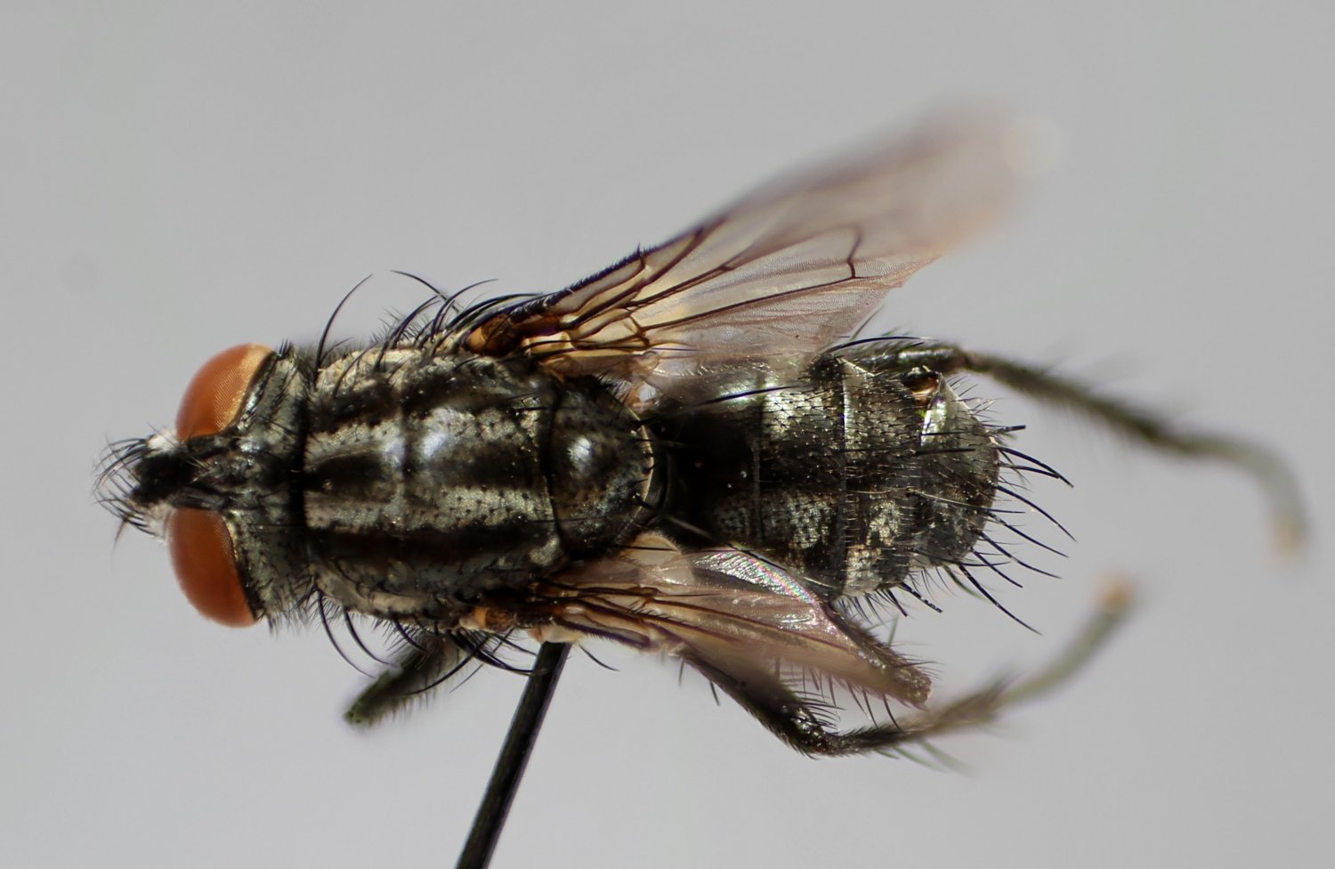 P-Y Gloaguen - Sarcophaga (Helicophagella) crassimargo - réf. 221642 (1500 x 976 pixels, 137 ko)