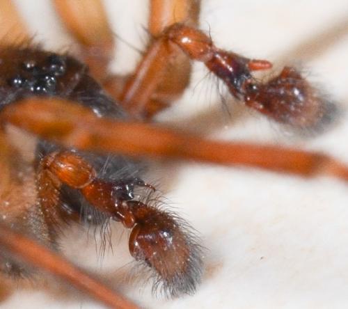 Amaurobius similis