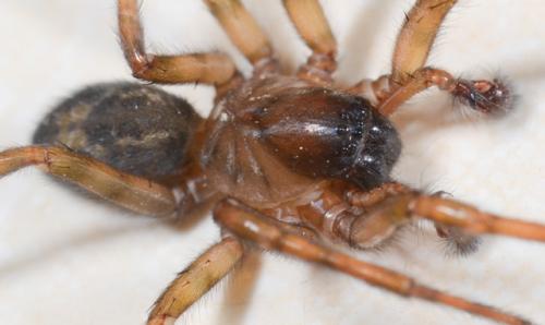 Amaurobius similis
