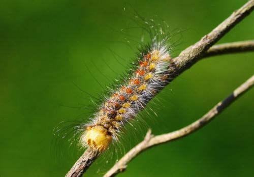 Lymantria dispar