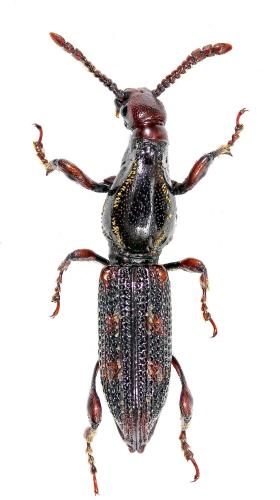 Réf. 222 435 : Cyphagonus squamifer