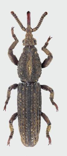 Hormocerus reticulatus