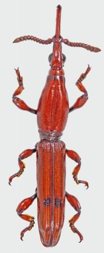 Schizotrachelus consanguineus