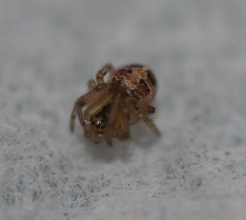 Réf. 222 341 : Phylloneta sp.
