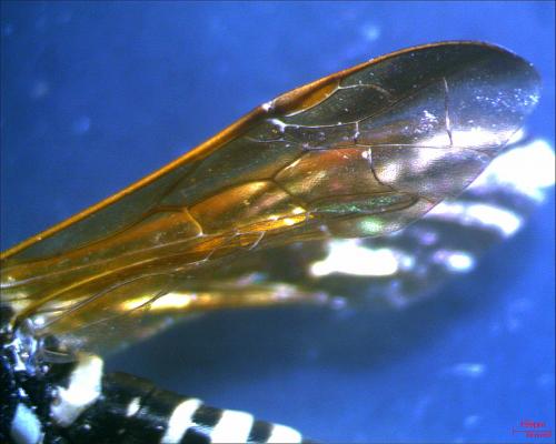 Tenthredo scrophulariae