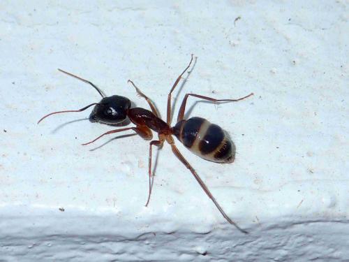 Camponotus sp. (irritans-pseudoirritans) F(e)] grosse fourmi rayée ...