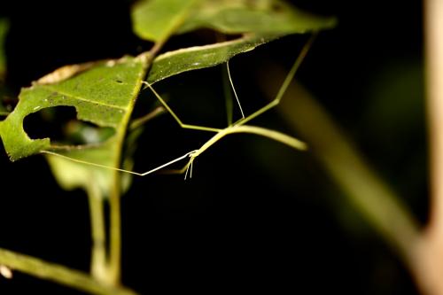 Carlius sp.