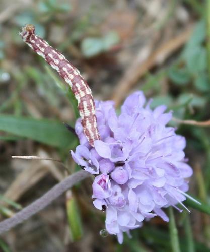 Eupithecia centaureata