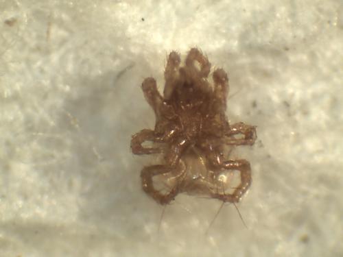 Parasitellus fucorum
