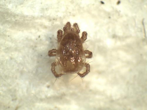 Parasitellus fucorum