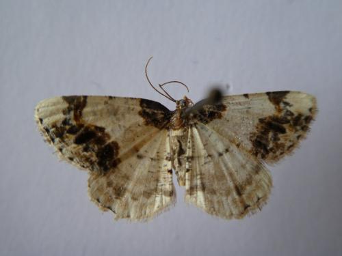 Réf. 222 550 : Ligdia adustata