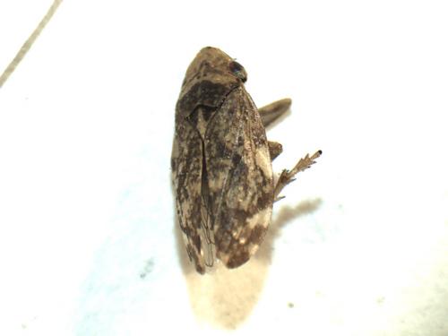 Réf. 222 666 : Philaenus spumarius