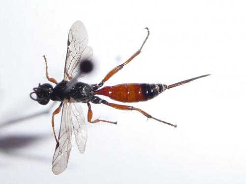 Aritranis director