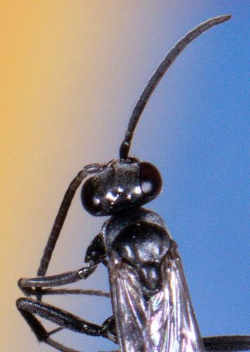 Réf. 222 424 : Agenioideus sp.