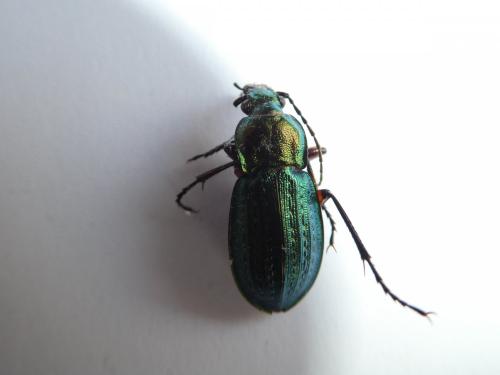Réf. 222 053 : Carabus arvensis
