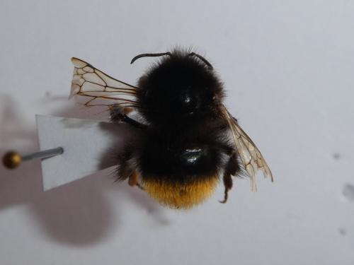 Bombus wurflenii